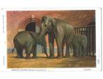 Amsterdam Artis, Indische olifant, ongelopen, eigen uitgave,, Verzenden, 1920 tot 1940, Ongelopen, Noord-Holland