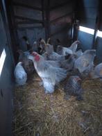Brahma isabel en zilver patrijs!, Dieren en Toebehoren, Mannelijk, Kip