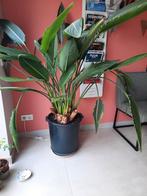 Grote Paradijsvogelplant (Strelitzia Reginae) 13+ jaar, Ophalen