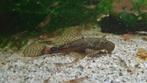Jonge ancistrus / borstelneus meerval / algeneter, Dieren en Toebehoren, Vissen | Aquariumvissen, Vis, Zoetwatervis
