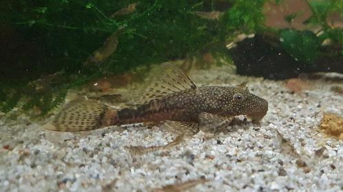 Jonge ancistrus / borstelneus meerval / algeneter, Dieren en Toebehoren, Vissen | Aquariumvissen, Zoetwatervis, Vis