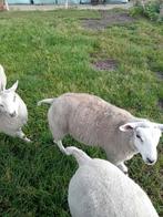 Supermakke Swifter rammen, Dieren en Toebehoren, Schapen, Geiten en Varkens, Mannelijk, Schaap