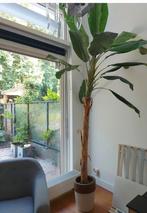 Palmboom (kunst) voor binnen of buiten, Tuin en Terras, Planten | Bomen, Ophalen, Volle zon, Palmboom, 100 tot 250 cm
