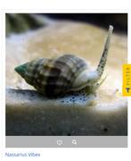 Zandslakken zeeaquarium, Dieren en Toebehoren, Vissen | Aquariumvissen, Slak of Weekdier