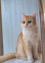 Britse luxe gesteriliseerd poes Black Golden shell-STAMBOOM!, Dieren en Toebehoren, Kater, Ontwormd