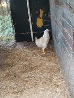 Witte hen met haan!, Meerdere dieren, Kip