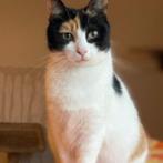 Lila, Dieren en Toebehoren, Katten en Kittens | Overige Katten, Poes, Kortharig, 0 tot 2 jaar