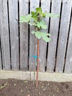 Vijgenboom,  stekje, Tuin en Terras, Ophalen, Minder dan 100 cm, Zomer, Vijgenboom
