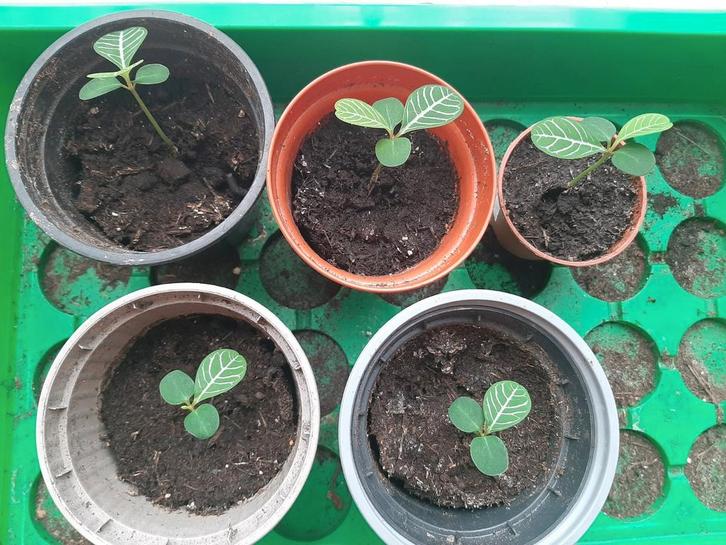 Stekjes Madagascar Jewel, Huis en Inrichting, Kamerplanten, Overige soorten, Minder dan 100 cm, Groene kamerplant, Halfschaduw