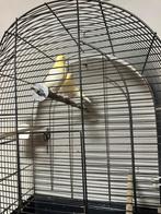 Kanaries, Dieren en Toebehoren, Meerdere dieren, Kleurkanarie