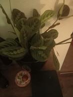 Mooie Maranta Leuconeura (Gebedsplant) in pot, Huis en Inrichting, Kamerplanten, Ophalen, Overige soorten, Halfschaduw, In pot