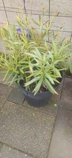 Oleander (Nerium oleander) white flowers, Tuin en Terras, Planten | Tuinplanten, Ophalen, Overige soorten, Volle zon