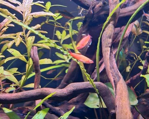 Vissen, Dieren en Toebehoren, Vissen | Aquariumvissen, Vis