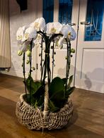 Mooi orchidee arrangement.  Echte orchidee. Geen plastic!, Huis en Inrichting, Kamerplanten, Overige soorten, Minder dan 100 cm
