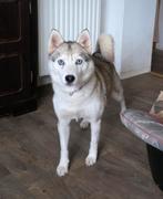 verwacht pomsky sheltie puppy's, Dieren en Toebehoren, Particulier, Rabiës (hondsdolheid), Overige rassen, 8 tot 15 weken
