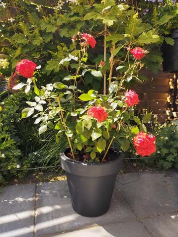 Schitterende tuin roos, rozenstruik. Doorbloeiende tuinplant beschikbaar voor biedingen