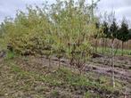 Te koop kronkel knotwilg, Ophalen, Overige soorten