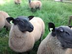 Bleu du Maine fokrammen, Dieren en Toebehoren, Schapen, Geiten en Varkens, Mannelijk, Schaap, 0 tot 2 jaar