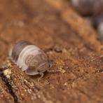 Cubaris sp Panda King isopods / pissebedden, Overige soorten