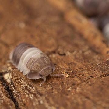 Cubaris sp Panda King isopods / pissebedden beschikbaar voor biedingen