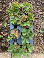 Jonge aardbei plantjes 10 stuks, Tuin en Terras, Planten | Tuinplanten, Ophalen, Overige soorten, Volle zon