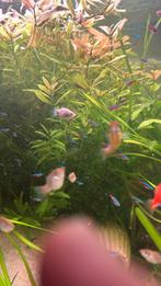 Hoogvinkarper wild kleur, Dieren en Toebehoren, Vis