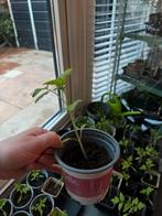 Tomaten plantjes (heel veel), Zomer, Ophalen of Verzenden, Volle zon