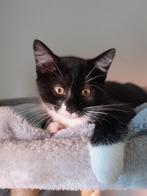 Nog 1 lieve kittens kruising Ragdoll kruising Mainecoon, Meerdere dieren
