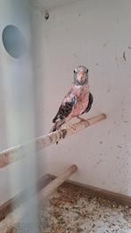 Te koop Rose Bourke parkiet., Dieren en Toebehoren, Vogels | Parkieten en Papegaaien, Geslacht onbekend, Parkiet