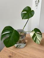 Monstera variegata albo kopstek, Huis en Inrichting, Kamerplanten, Overige soorten, Minder dan 100 cm, Ophalen of Verzenden, Halfschaduw