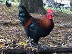 Twee Marans koperhalshanen, Dieren en Toebehoren, Pluimvee, Meerdere dieren, Kip