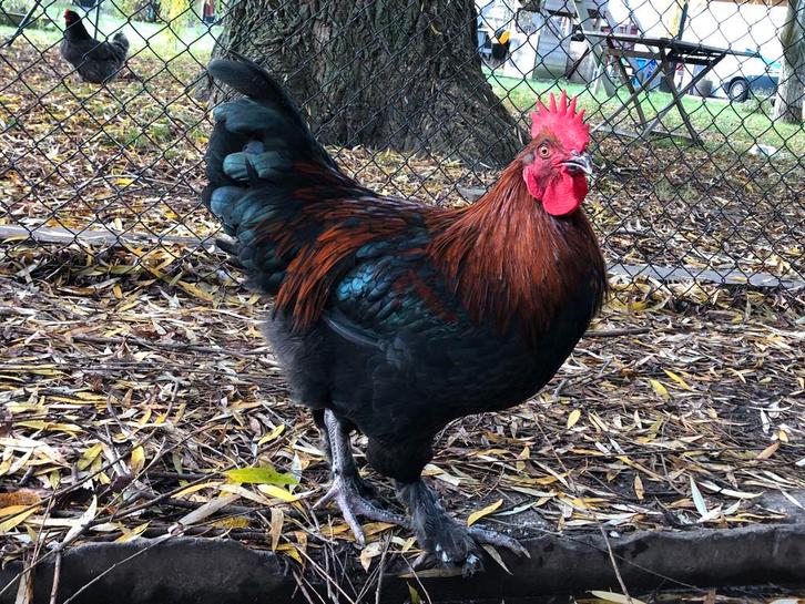 Twee Marans koperhalshanen, Dieren en Toebehoren, Pluimvee, Kip, Meerdere dieren