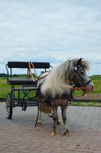 Shetlander merrie te koop, Dieren en Toebehoren, Pony's, Merrie, Niet van toepassing, A pony (tot 1.17m), 11 jaar of ouder