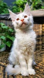Maine Coon kitten met stamboom – Lucien Creme-White Kater, Dieren en Toebehoren, Katten en Kittens | Raskatten | Langhaar, Kater
