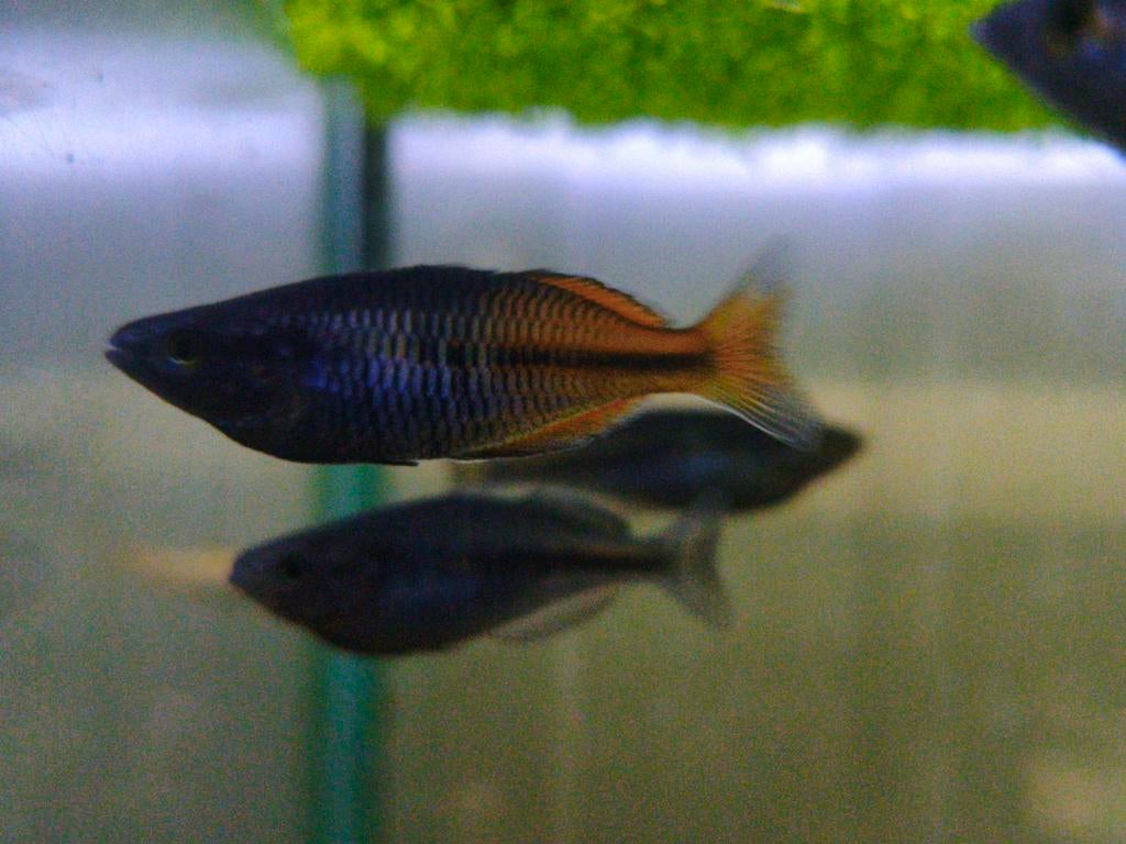 Boesemani, Dieren en Toebehoren, Vissen | Aquariumvissen, Zoetwatervis, Vis