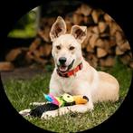 Mooie, lieve meisje zoekt huis., Dieren en Toebehoren, Honden | Niet-rashonden, Particulier, Rabiës (hondsdolheid), 1 tot 2 jaar