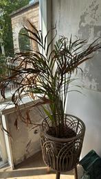 GRATIS plant, Huis en Inrichting, Woonaccessoires | Kunstplanten en Kunstbloemen, Ophalen, Zo goed als nieuw