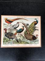 Schoolplaat vogels 33x42 cm 15 euro oa Pauw, Antiek en Kunst, Antiek | Schoolplaten, Natuur en Biologie, Ophalen of Verzenden
