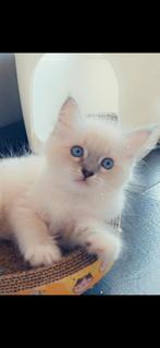 Ragdoll poesje met stamboom, Dieren en Toebehoren, Poes, Gechipt