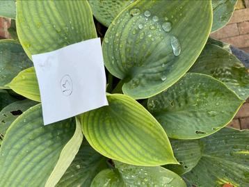 Hosta’s te koop voor het goede doel. Zeldzame soorten.  beschikbaar voor biedingen