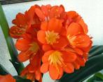 Clivia / Sint-Jozefplant, Ophalen, Overige soorten, Halfschaduw, In pot