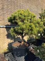 Vormsnoei bomen en tuinbonsai - Nobilis Ens, Bloeit niet, Overige soorten, 100 tot 250 cm, Ophalen