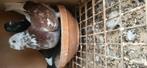 Koppel kroppers, Dieren en Toebehoren, Vogels | Overige Vogels, Meerdere dieren