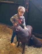 Pups: Labrador X Keeshond, Dieren en Toebehoren, Honden | Niet-rashonden, Nederland, Parvo, 8 tot 15 weken, Meerdere