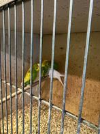 Diverse vogels tekoop.  en  kooien  tekoop, Dieren en Toebehoren, Vogels | Parkieten en Papegaaien, Meerdere dieren, Parkiet