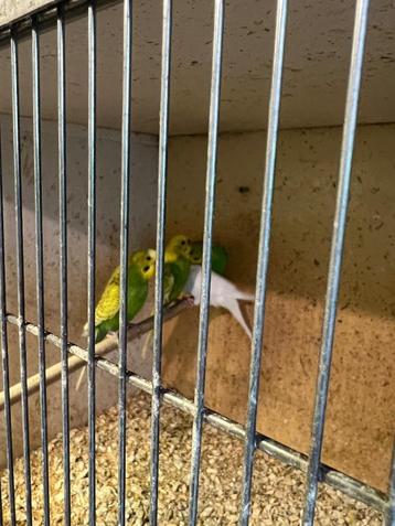 Diverse vogels tekoop.  en  kooien  tekoop beschikbaar voor biedingen