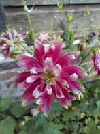 akelei zaad uit biologische tuin, Ophalen of Verzenden, Volle zon