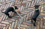 Patterdale terrier pups (2 pups beschikbaar), Overige rassen, CDV (hondenziekte), 8 tot 15 weken, Meerdere