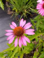 Echinacea 'Magnus' – zonnehoed p9, Volle zon, Vaste plant, Zomer, Ophalen