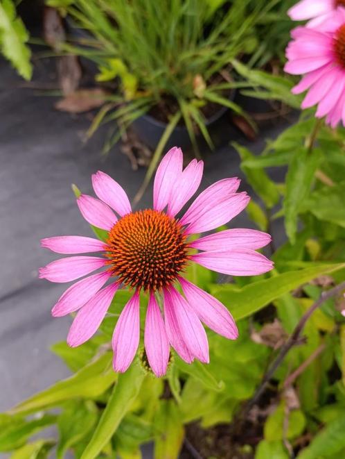 Echinacea 'Magnus' – zonnehoed p9, Tuin en Terras, Planten | Tuinplanten, Vaste plant, Overige soorten, Volle zon, Zomer, Ophalen